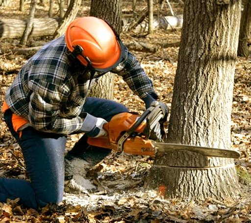 Tree Removal in Rockville, UT